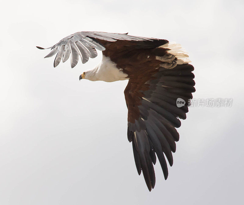 非洲fish-Eagle