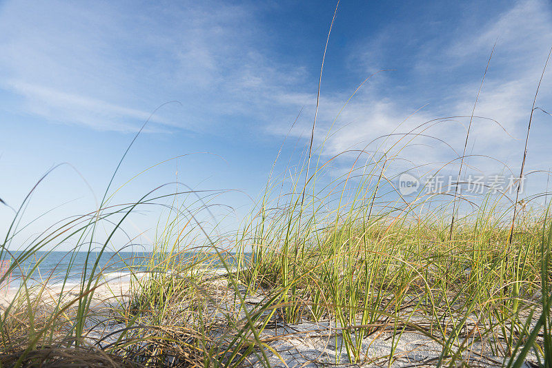 草海沙丘景观费尔南迪纳海滩阿米莉亚岛佛罗里达
