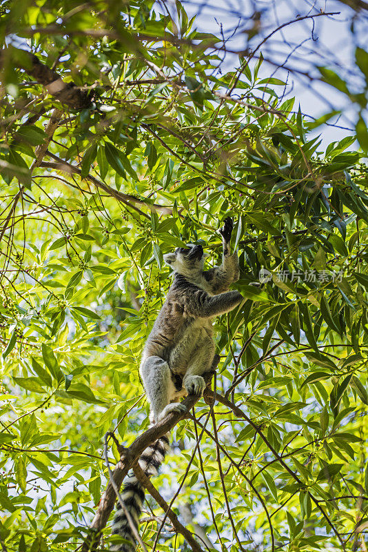 树枝上的狐猴