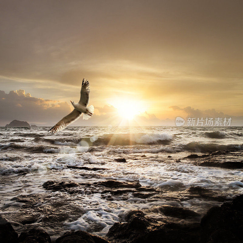 泰国普吉岛的海景和飞翔的海鸥在多云的日落天空