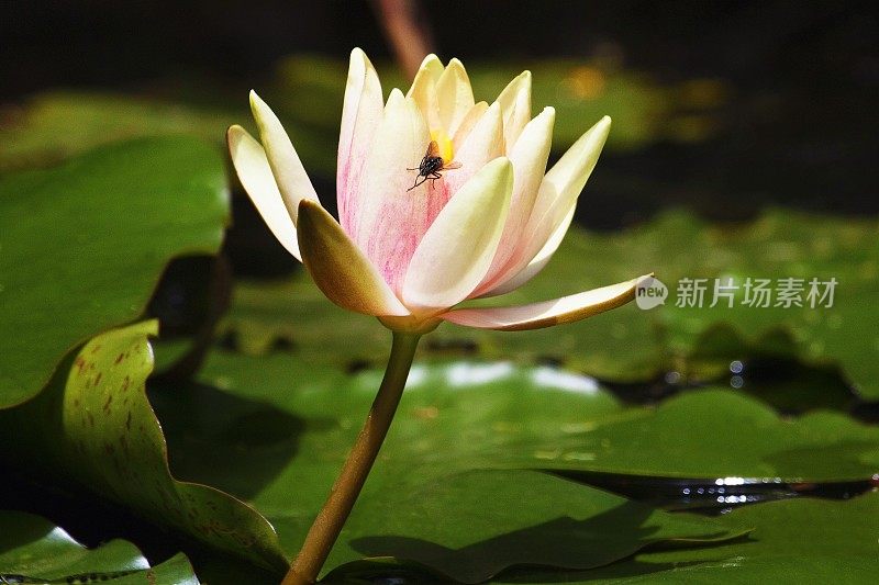 苍蝇降落在美丽的粉红色荷花上，睡莲漂浮在池塘里