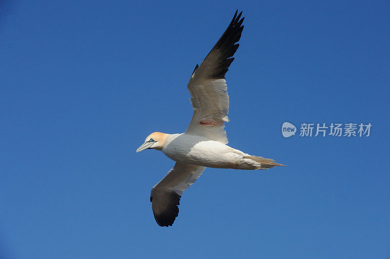 翅膀受伤的北方塘鹅