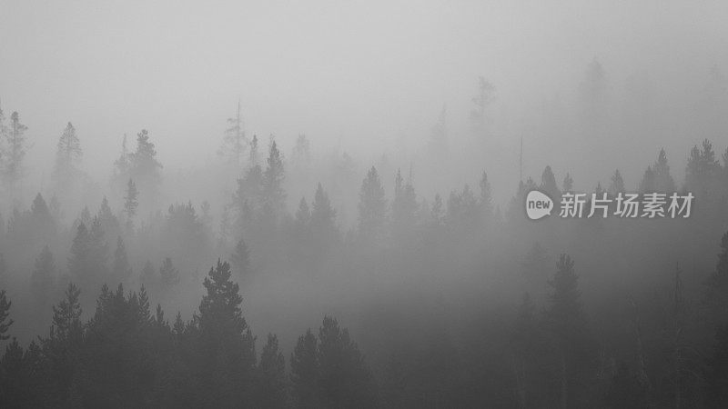 分层森林树木剪影背景，黄石国家公园蒸汽，雾，雾