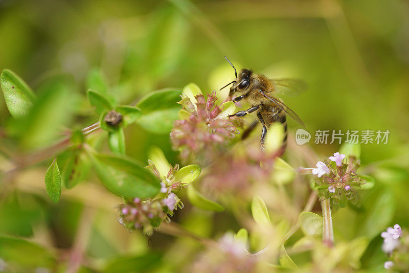 野百里香花上的蜜蜂