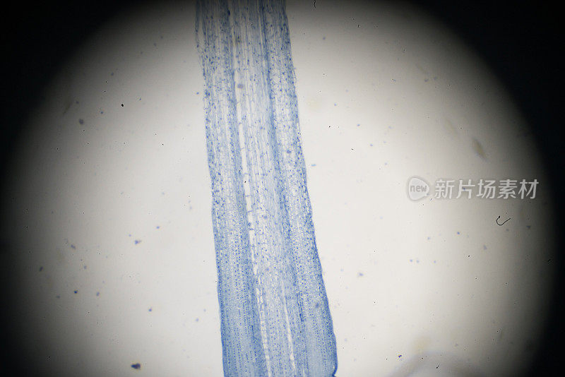 在光镜下观察玉米根