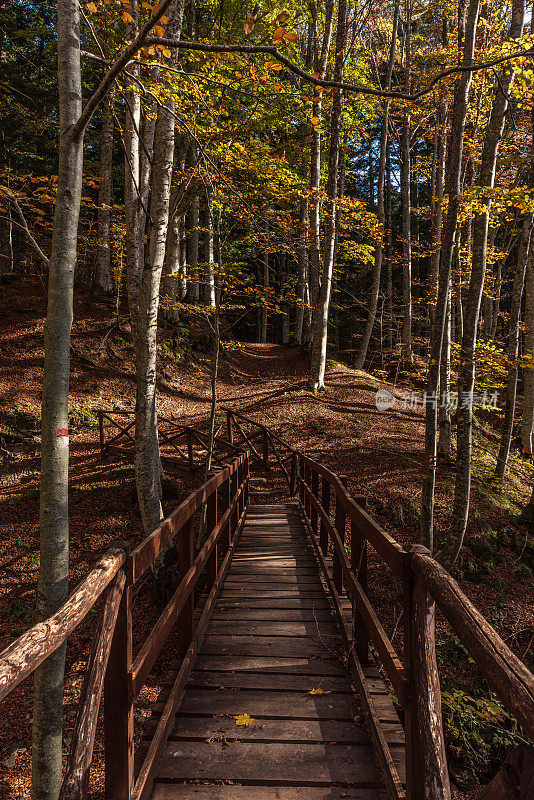 木桥在秋日的阳光下穿过森林