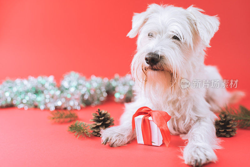 雪纳瑞犬圣诞节