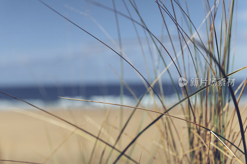 在一个晴朗的秋日，穿过康沃尔纽基菲斯特尔海滩的沙丘草。