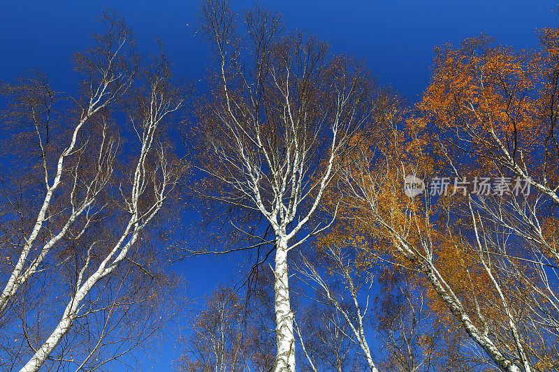 德国科隆瓦纳荒原上的桦树