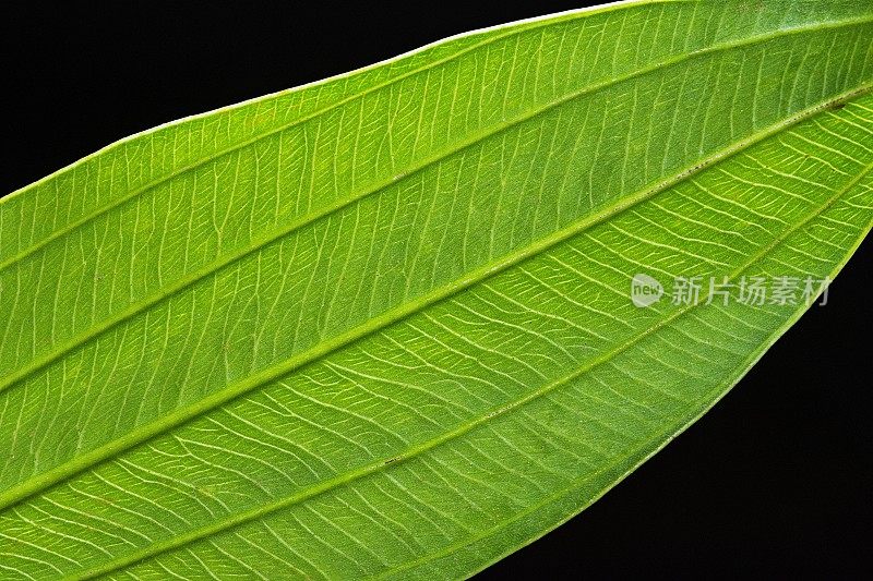 闭合明亮的叶子细节。