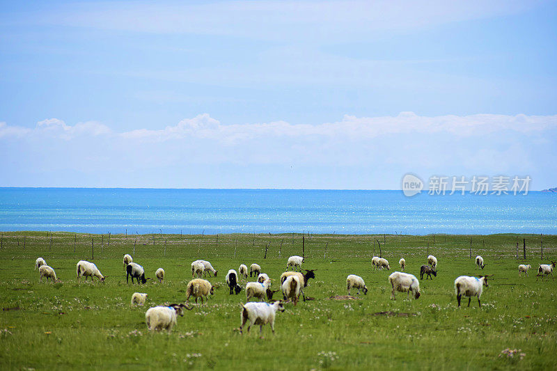湖岸上的一群羊