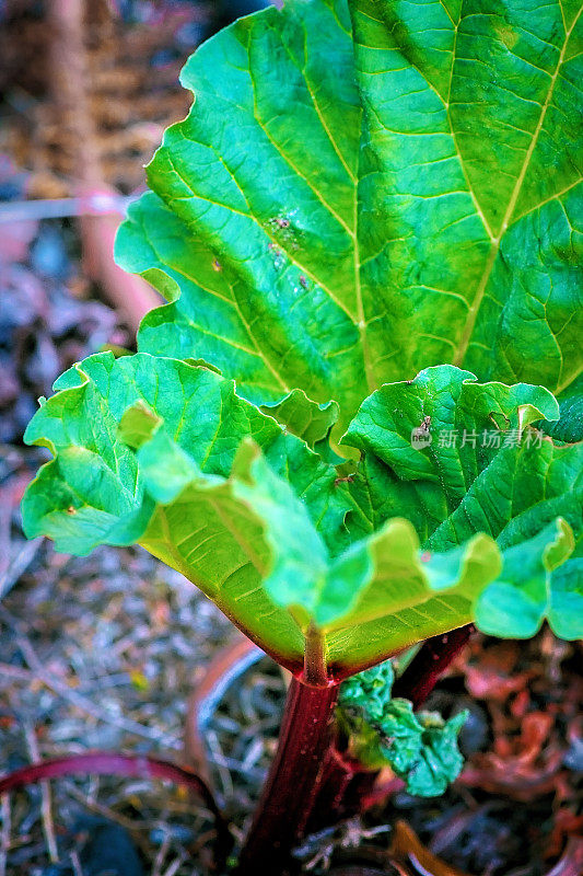 大黄类植物