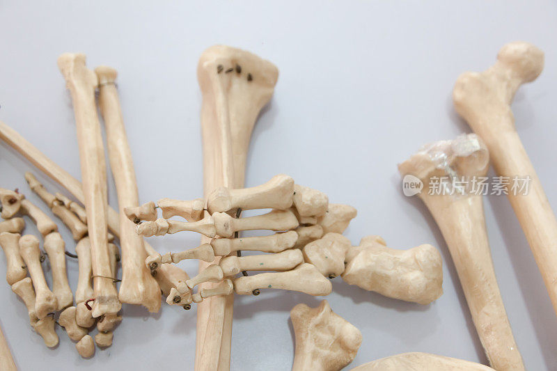 人体骨骼-医学骨骼