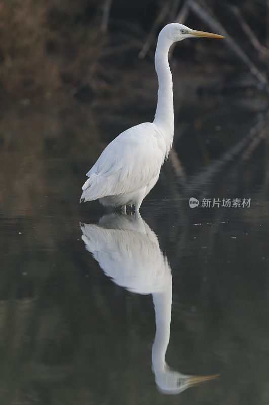 大白鹭(白鹭)