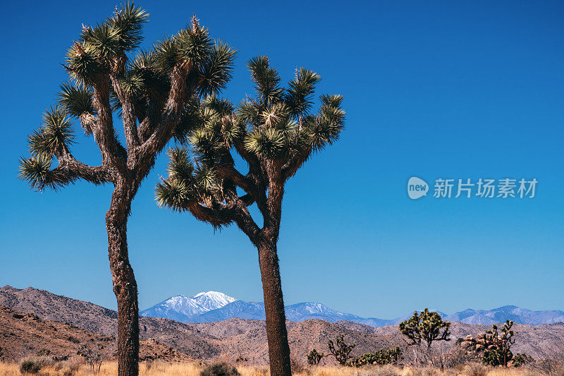 通过约书亚树国家公园的约书亚树可以看到圣戈尼奥山