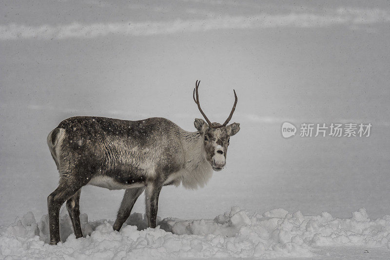 冬天，挪威北部的驯鹿在雪地里吃草