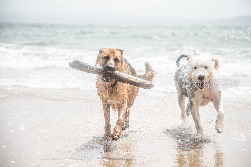 古英国牧羊犬和德国牧羊犬在海滩上玩耍