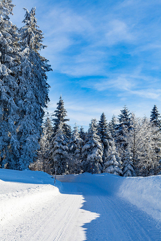 雪林路进入云杉森林，壮丽的冬日，瑞士中部