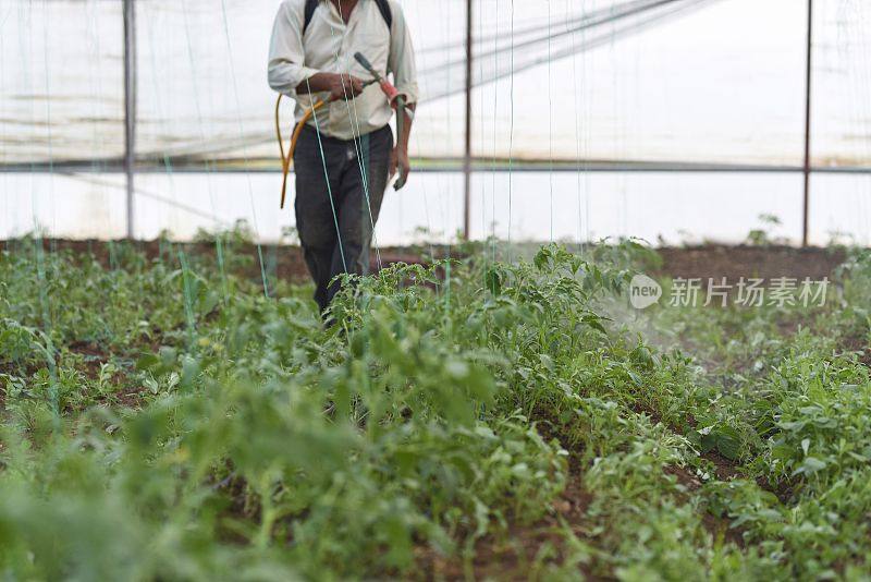 农民在温室里给庄稼喷洒农药