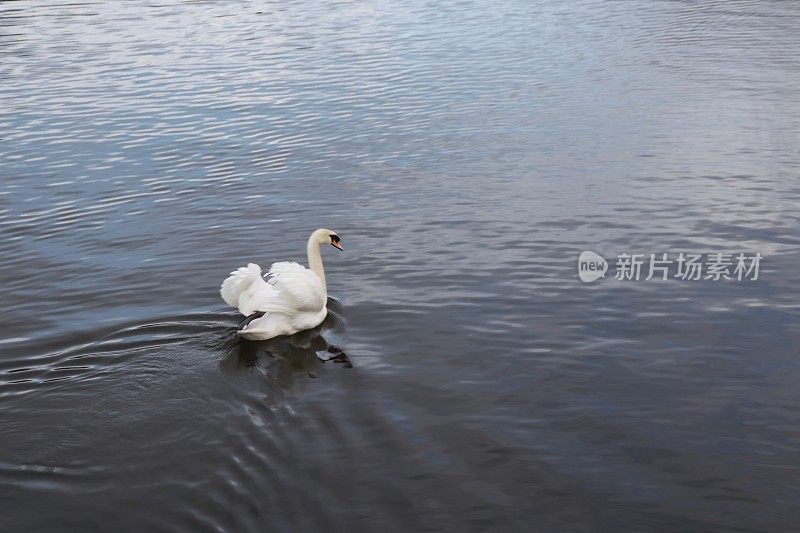 天鹅在湖上游泳