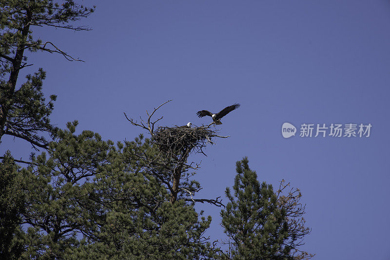 秃鹰与新生小鹰配对