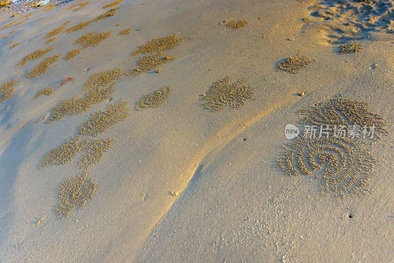 沙粒起泡蟹洞的入口周围有小沙球的图案