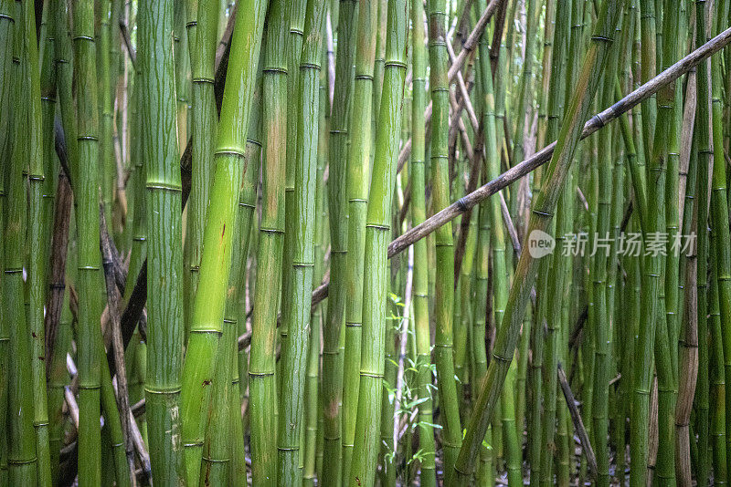 毛伊岛皮皮围小径上的竹林