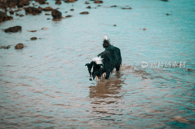 海滩上的博德牧羊犬