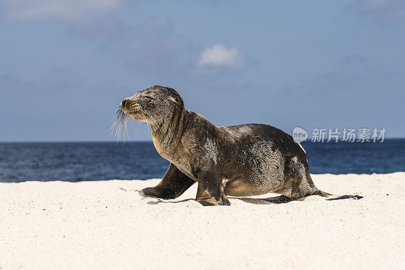 加拉帕戈斯群岛的海狮