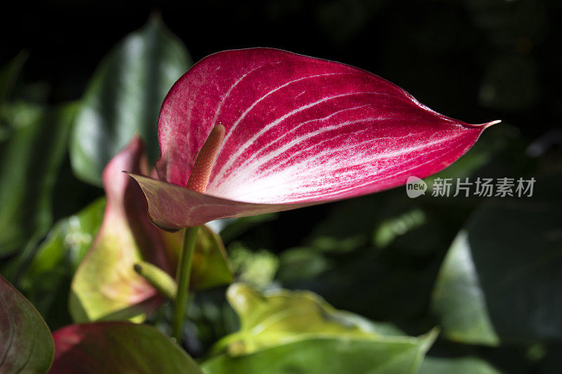 花烛属植物