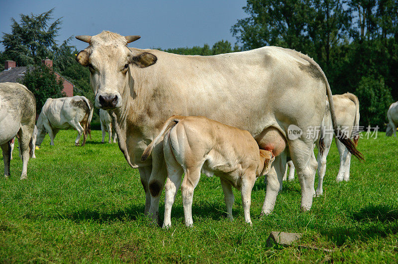 白奶牛和小牛