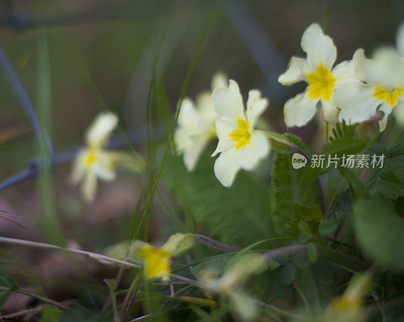 爱尔兰罗斯康芒春樱草。