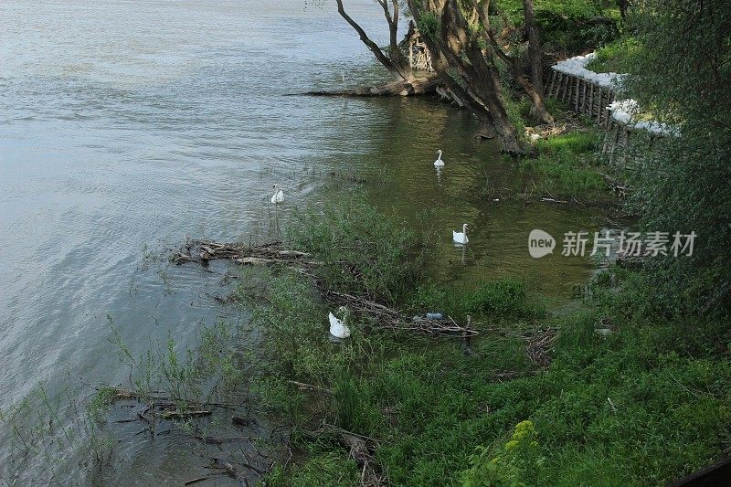 白色疣舌天鹅一家正在进食