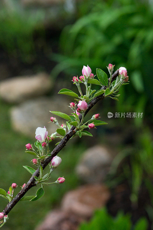 矮苹果树金香盛开在家庭花园在安大略省，加拿大