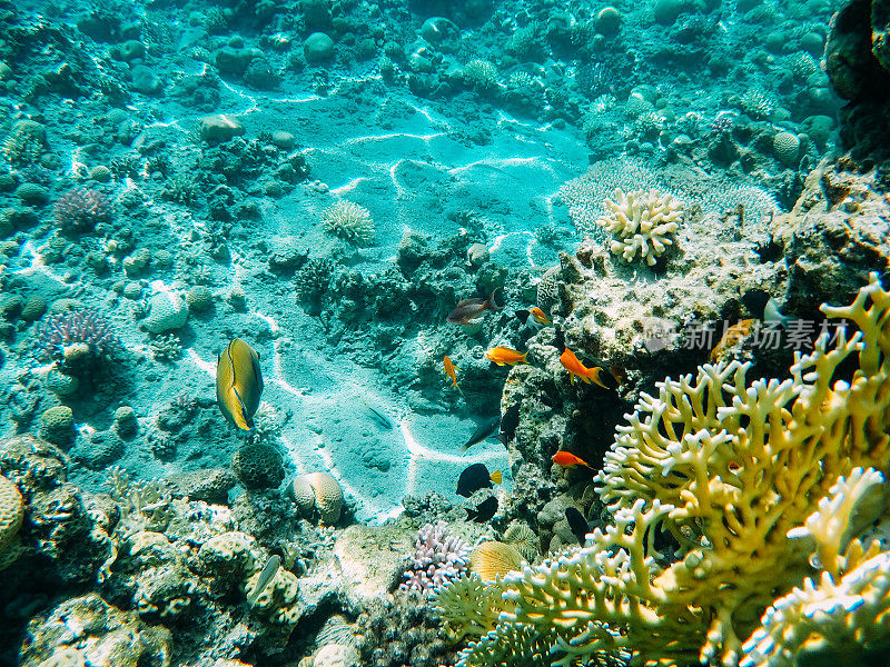 红海中的水下珊瑚礁