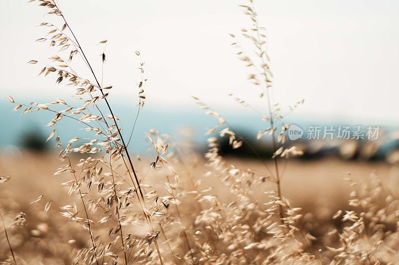 夏日日落中的成熟燕麦田