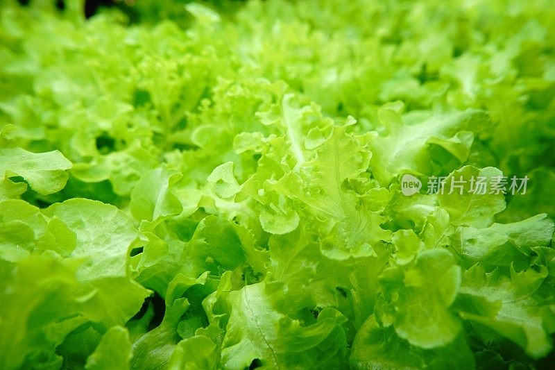 室内蔬菜花园上午时间的食物背景