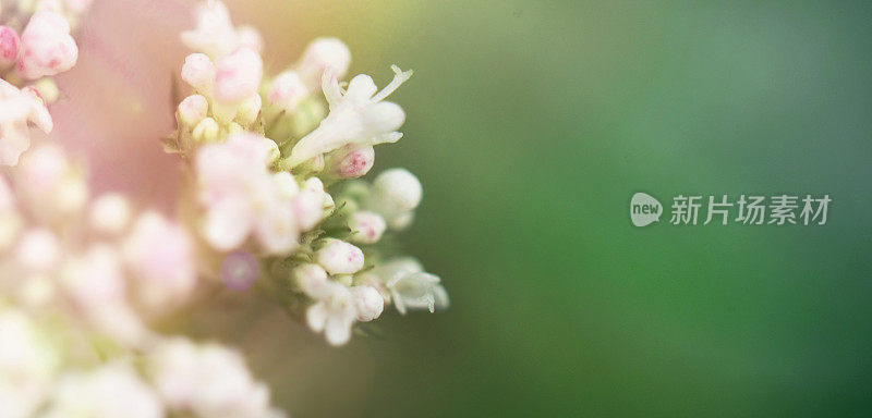 美丽的春天的花朵