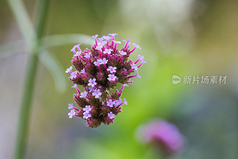 夏日花园里的小花