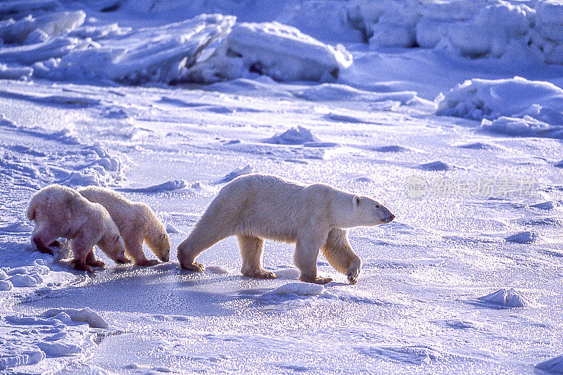 北极熊妈妈和两只幼崽在冰冷的哈德逊湾