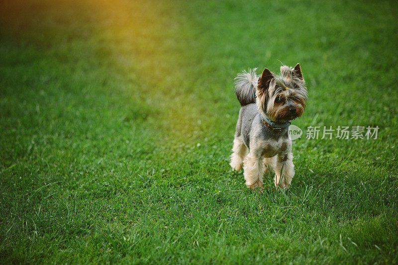 约克郡犬