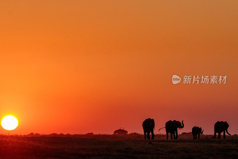 非洲博茨瓦纳丘比河上日落时的大象