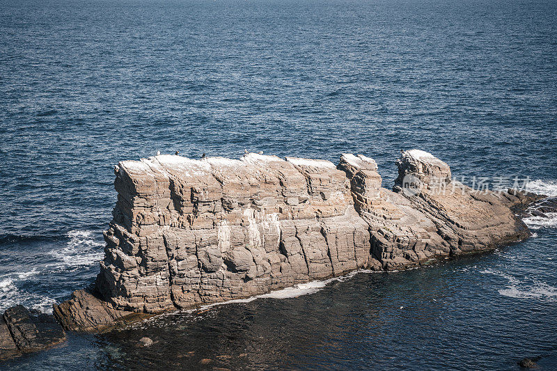 黑水母鸡在海里，靠近海岸线，水鸟，海景