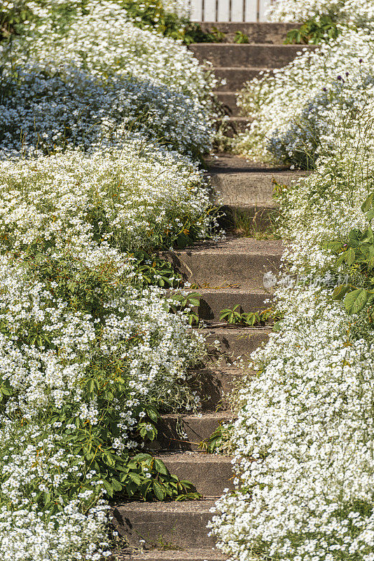 Snow-in-Summer花圃