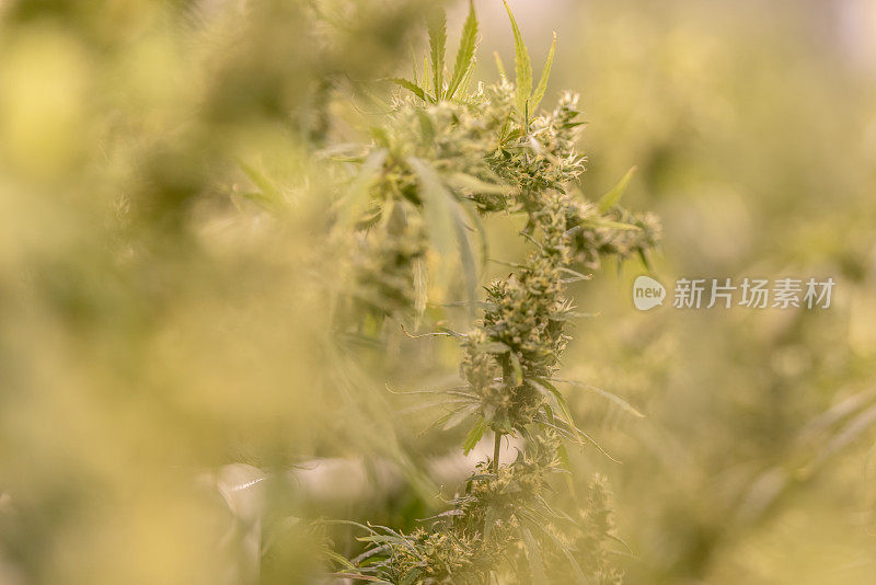 大麻植物在一个种植设施库存照片