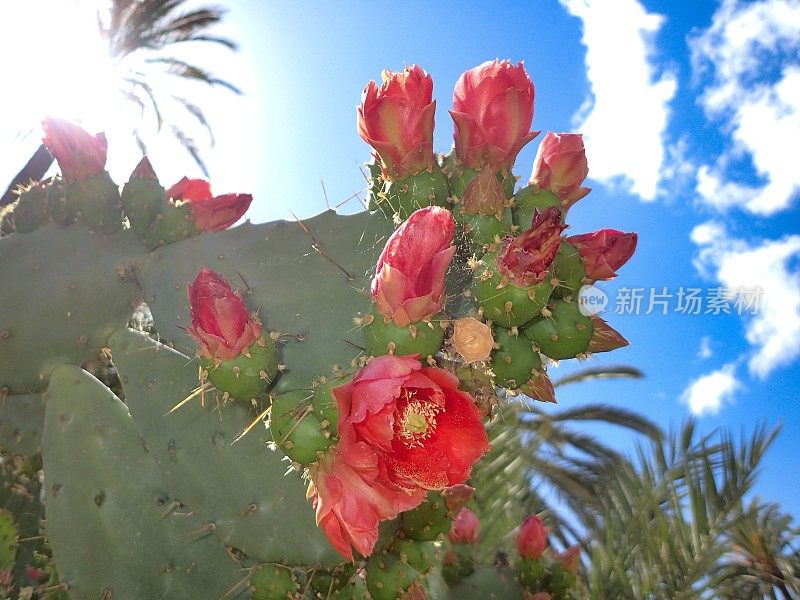 仙人掌(印度无花果)开花