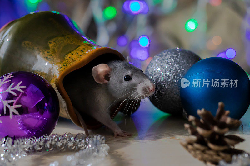 圣诞老鼠，2020年新年的象征。鼠年。2020年中国新年。圣诞玩具,散景