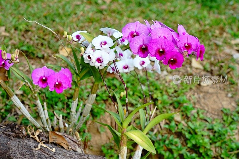 淡雅的粉红色兰花特写