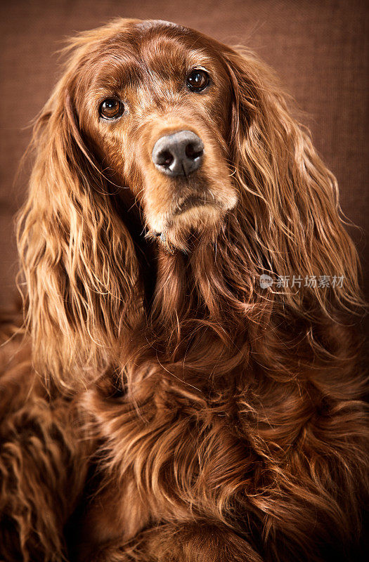 爱尔兰长毛猎犬狗