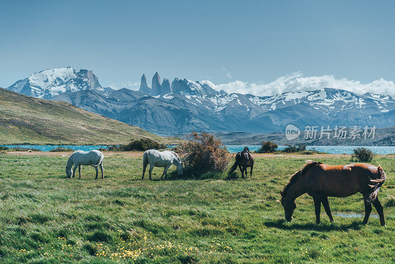 托雷斯·德尔·潘恩国家公园的骏马美景